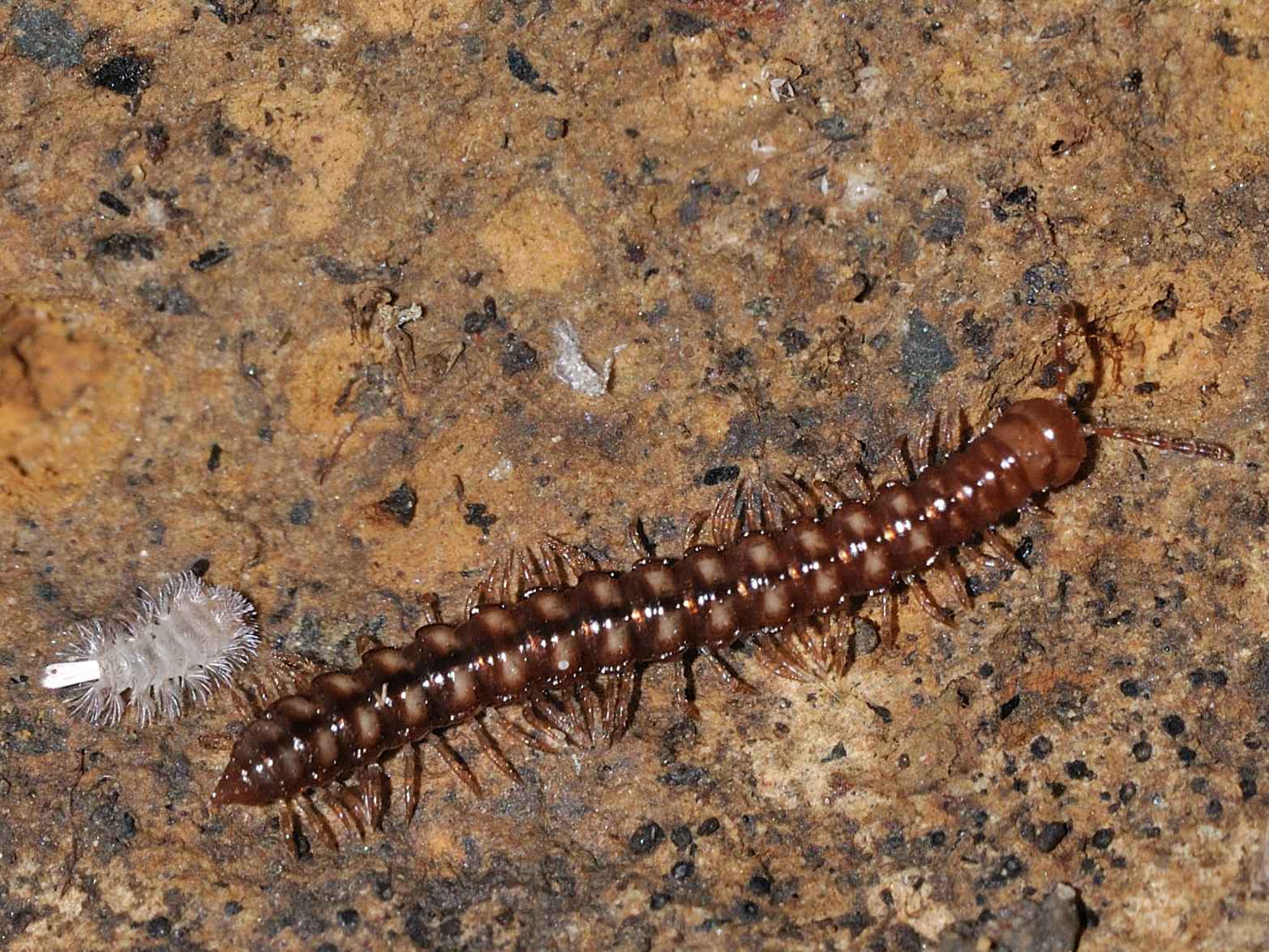 Diplopoda ID (Paradoxosomatidae)
